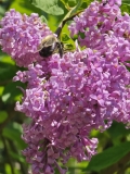 Alexanders_Pink_20240516_MLD_MLD_2