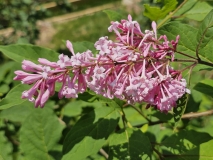 Alexanders_Pink_20240516_MLD_MLD_3