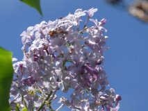 Alice_Adams_201906_CV_MLD_2