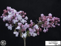 Alice_Chieppo_LNT_2
