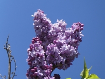 Alice_Eastwood_20180501_MAA_MLD_3
