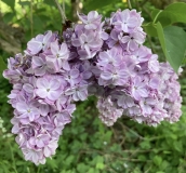 Alice_Eastwood_20240525_Vermont_JJM