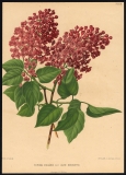 Aline_Mocqueris_chromolitho_TP