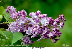 Aliya_Moldagulova_2019_AK_SB_1