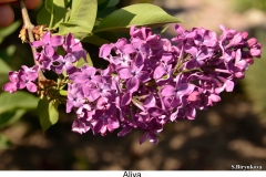 Aliya