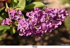 Aliya_Russia_2024_SB_1