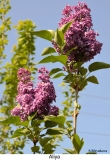 Aliya_Russia_2024_SB_2