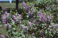 Allison_Gray_RBG_CH