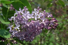 Allison_Gray_ZB_2