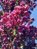 Alma_20230427_HKLG_MLD