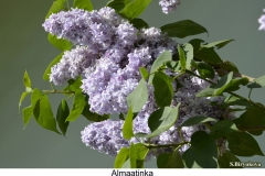 Almaatinka