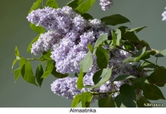 Almaatinka_2024_Russia_SB_1