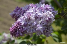 Almaatinka_2024_Russia_SB_2