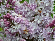 Alphonse_Lavallee_20100513_UVHF_BB_2