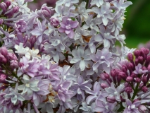 Alphonse_Lavallee_20100513_UVHF_BB_3