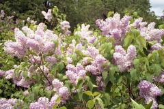 Altayskaya Rozovaya