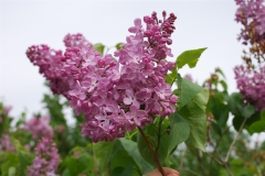 Altayskaya_Rozovaya_2020_BSR_DZ_2