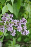 Amethyst_Purple_2009528_MF_FM