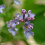 Amethyst_Purple__201906_LM_CF