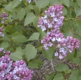 Amethyst_2003_HP_MM__DM