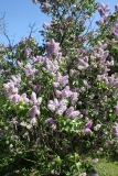 Amethyst_2013HP_TP_2