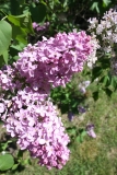 Amethyst_2013HP_TP_3