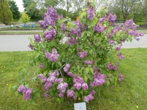 Amethyst_201906_MBG_MLD_1