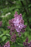Amethyst_2019_Russia_TP_2