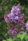Amethyst_2019_Russia_TP_3