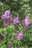 Amethyst_2019_Russia_TP_4