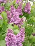 Amethyst_MBG_BB