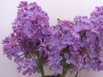 Ametist_2_Russia_TT