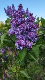 Ami_Schott_20240509_VUBG_MRK