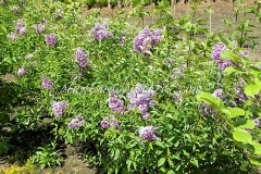 Amigo_2015_BN_RHT