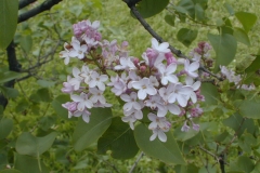 Amoena
