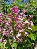 Amoena_20210511_HP_MLD_2
