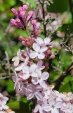 Amoena_20210511_HP_MLD_3