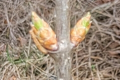 amurensis