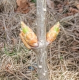 S._amurensis_GDD_71_20220318