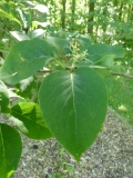 amurensis_20200608_DA_MLD_3