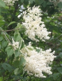 amurensis_202406_TRD_TP
