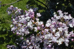 Anabel