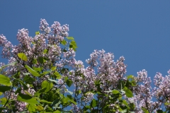 Anabel_2005_Main_BG_TP_2