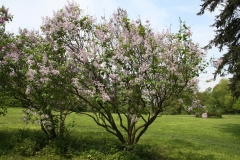 Anabel_2005_Main_BG_TP_3