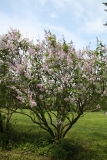 Anabel_2005_Main_BG_TP_4