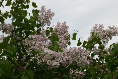 Anabel_2005_Main_BG_TP_5