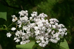Anabel_2005_Main_BG_TP_6
