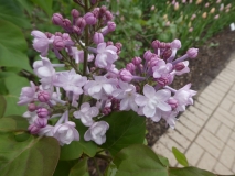 Anabel_20190506_LP_MLD_2
