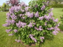 Anabel_201906_CEF_MLD_1