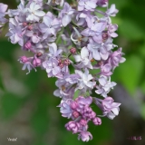 Anabel_2019_LM_CF